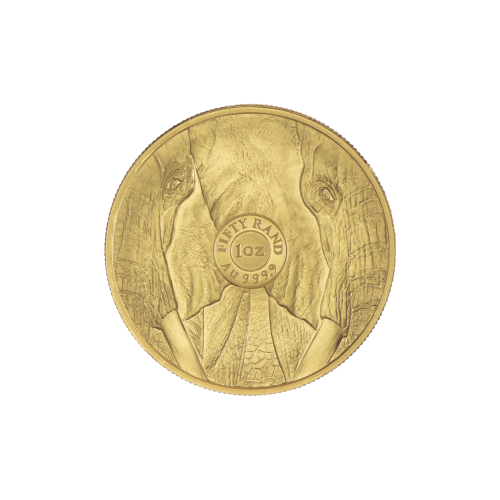 403-auraria-juznoafriski_slon-1_1ozt